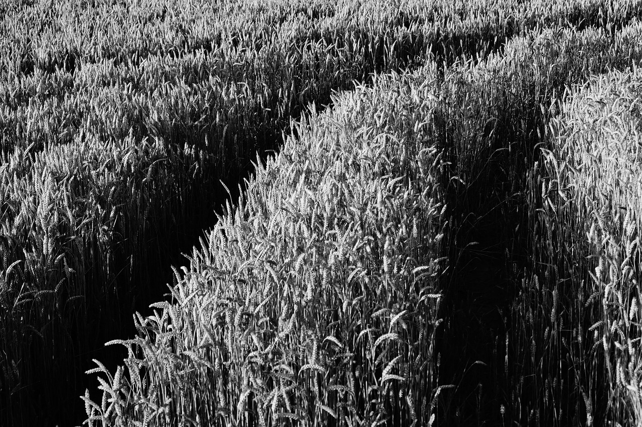 field grass crops free photo