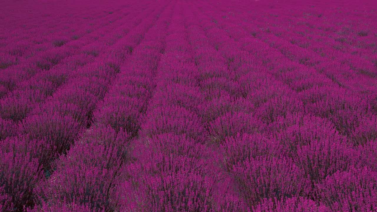 field flower lavender free photo