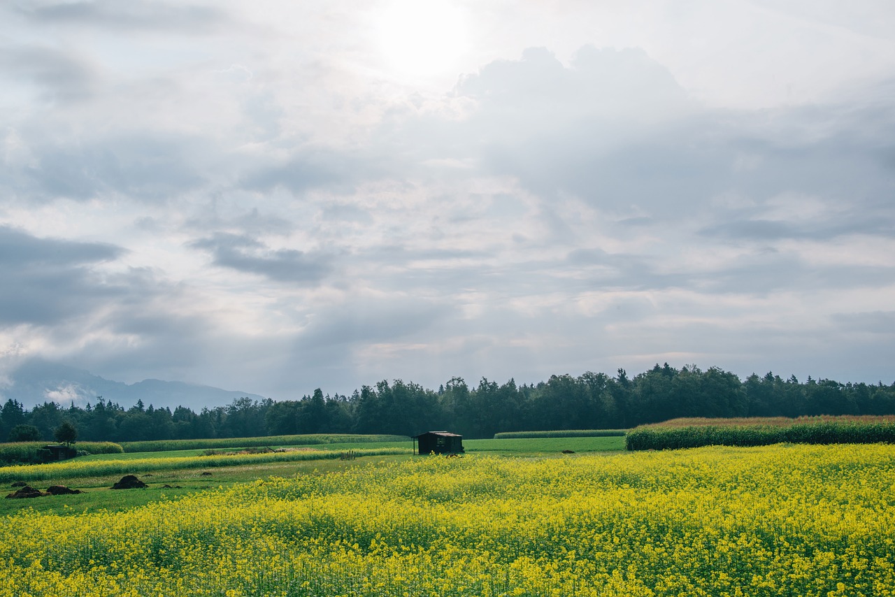 field green grass free photo