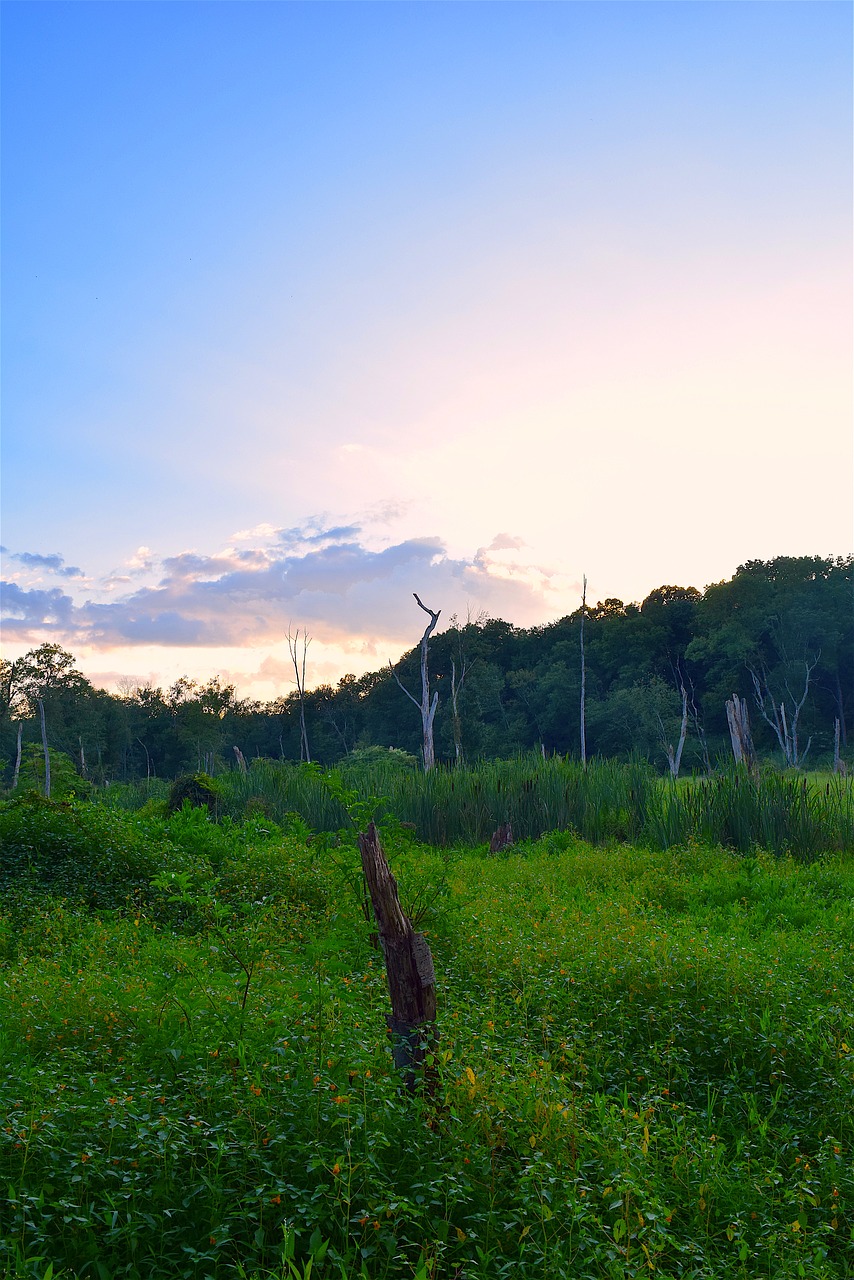 field landscape green free photo