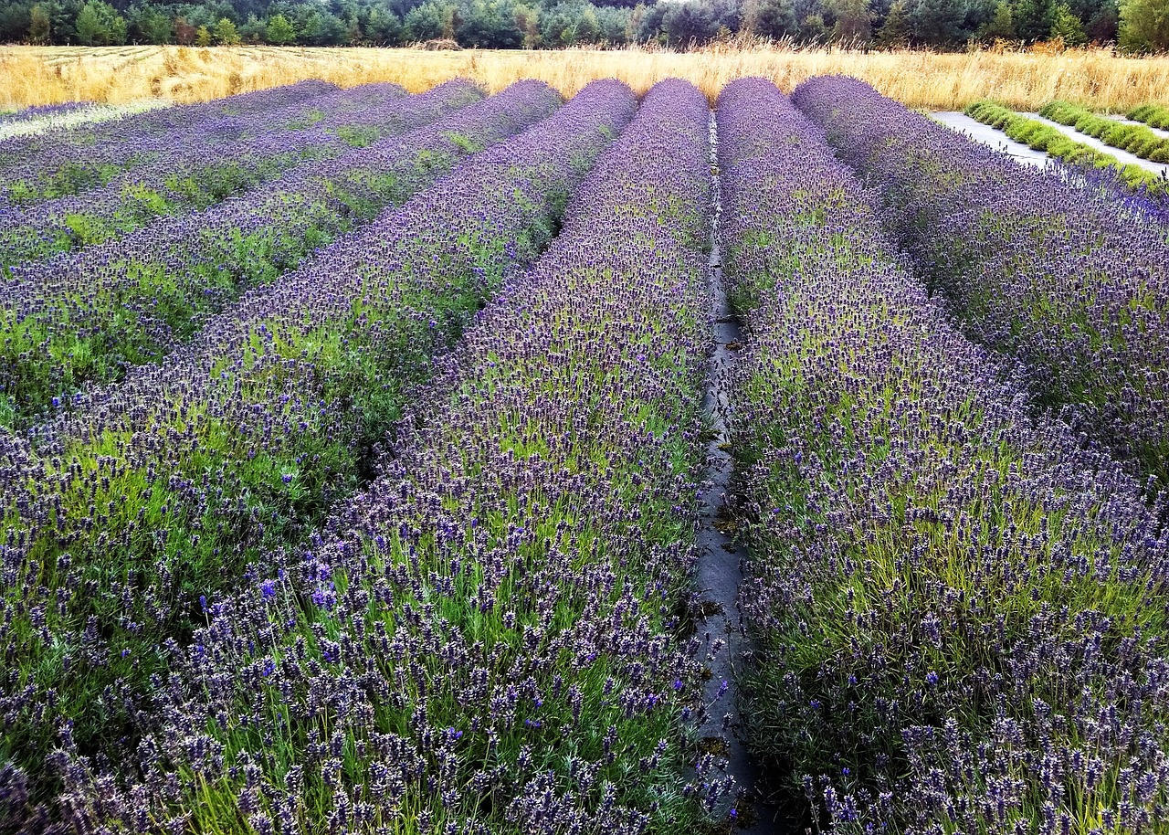 field lavender rows free photo