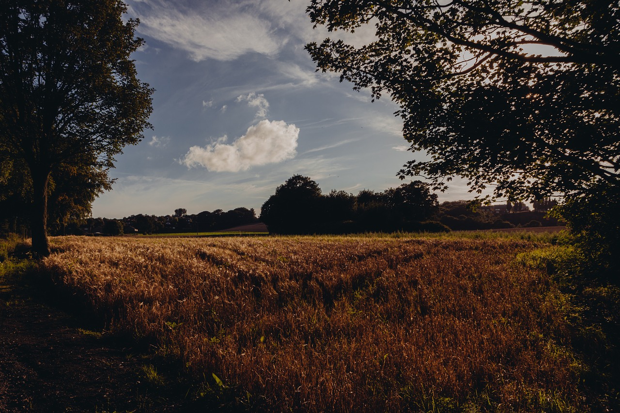 field grass country free photo