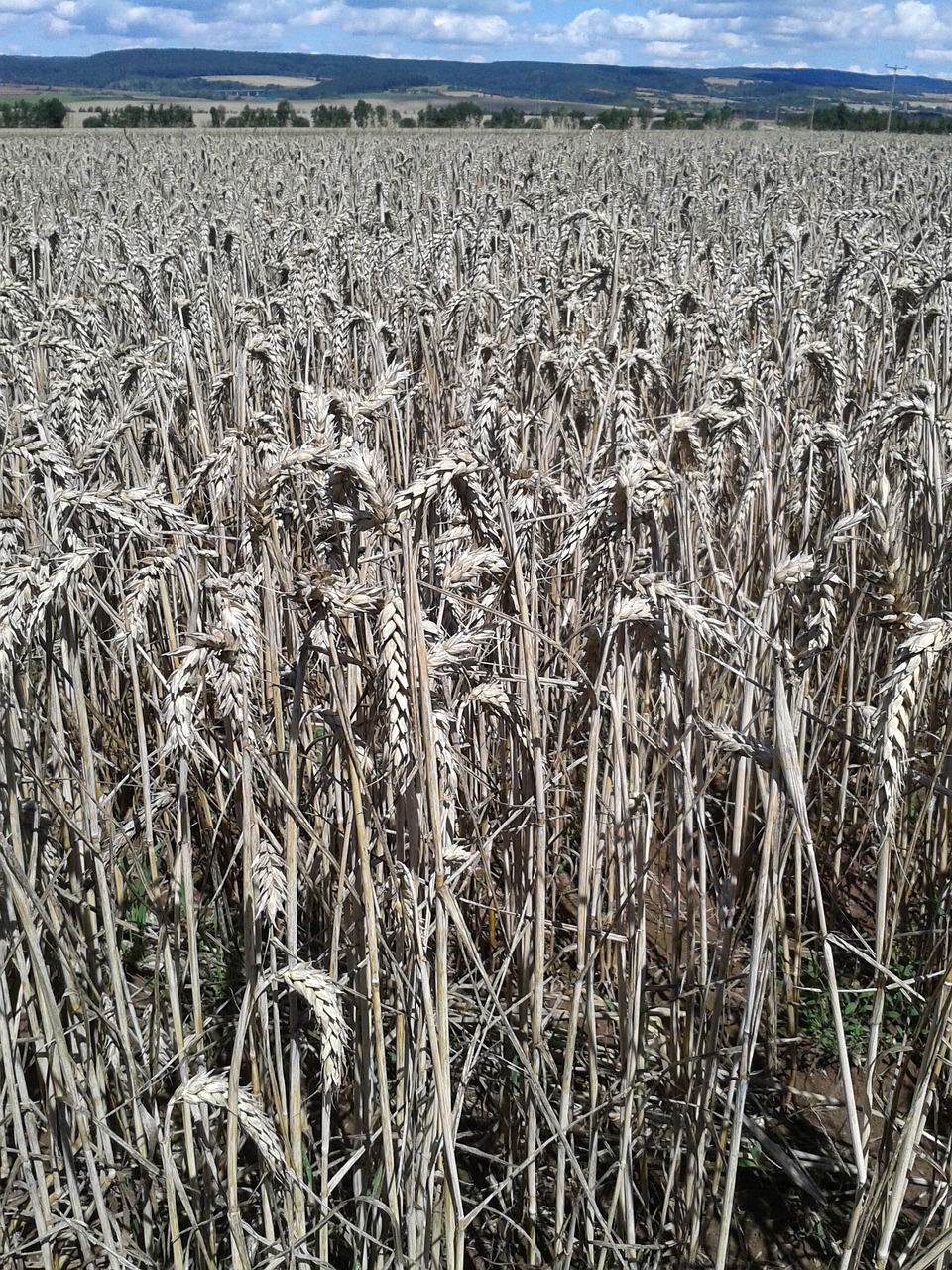 field wheat nutrition free photo