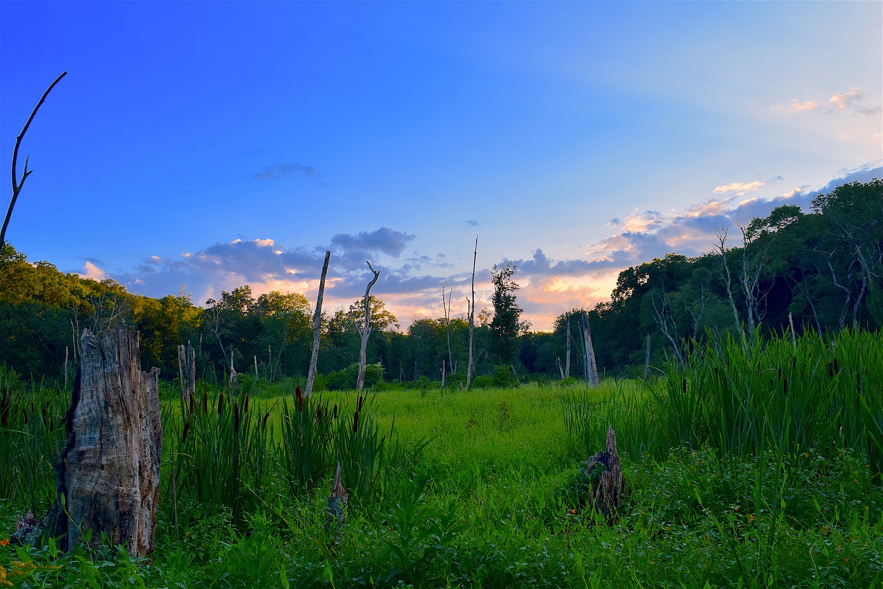 field sunset trees free photo