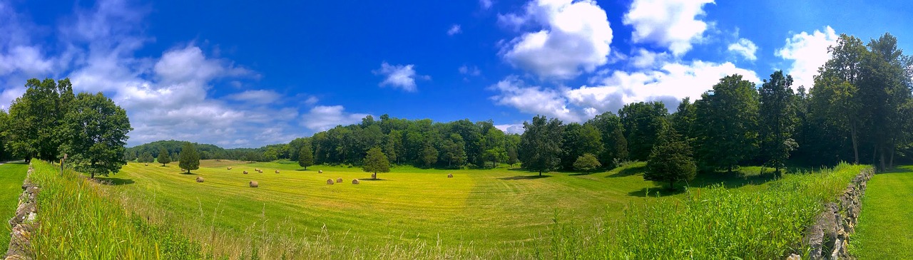 field trees sunny free photo