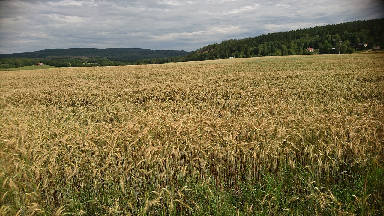 field cornfields countryside free photo
