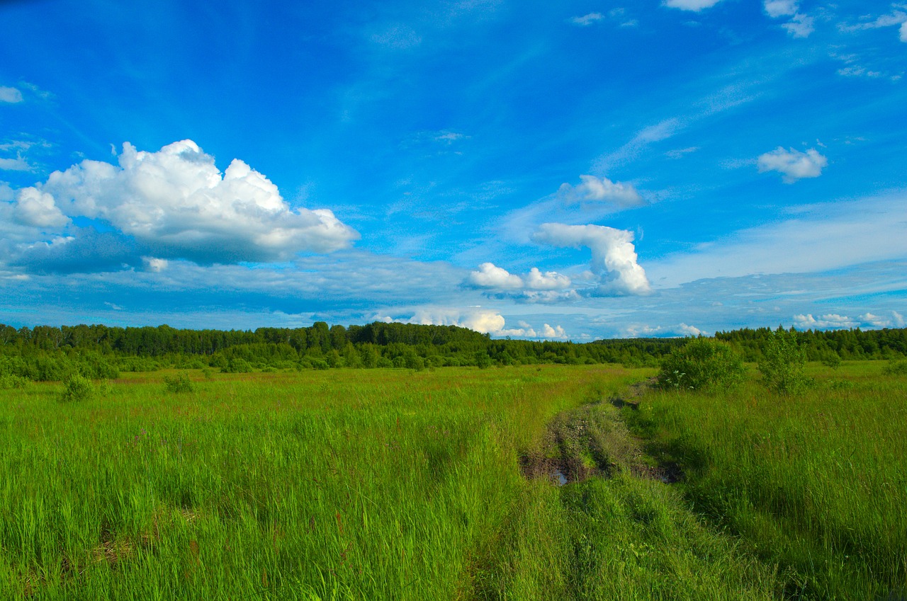 field meadow green free photo