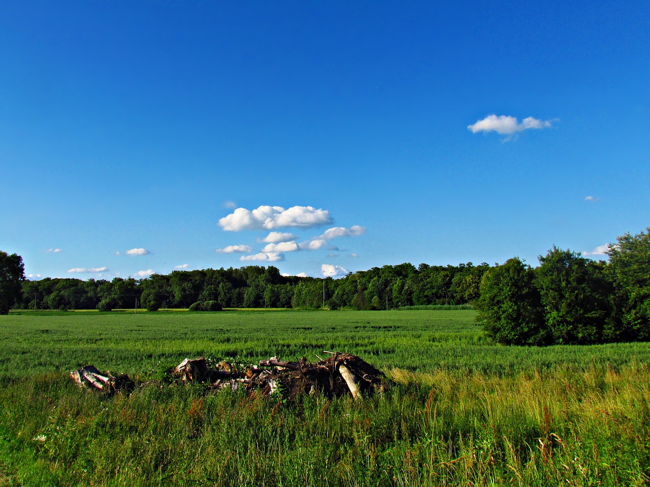 field meadow green free photo