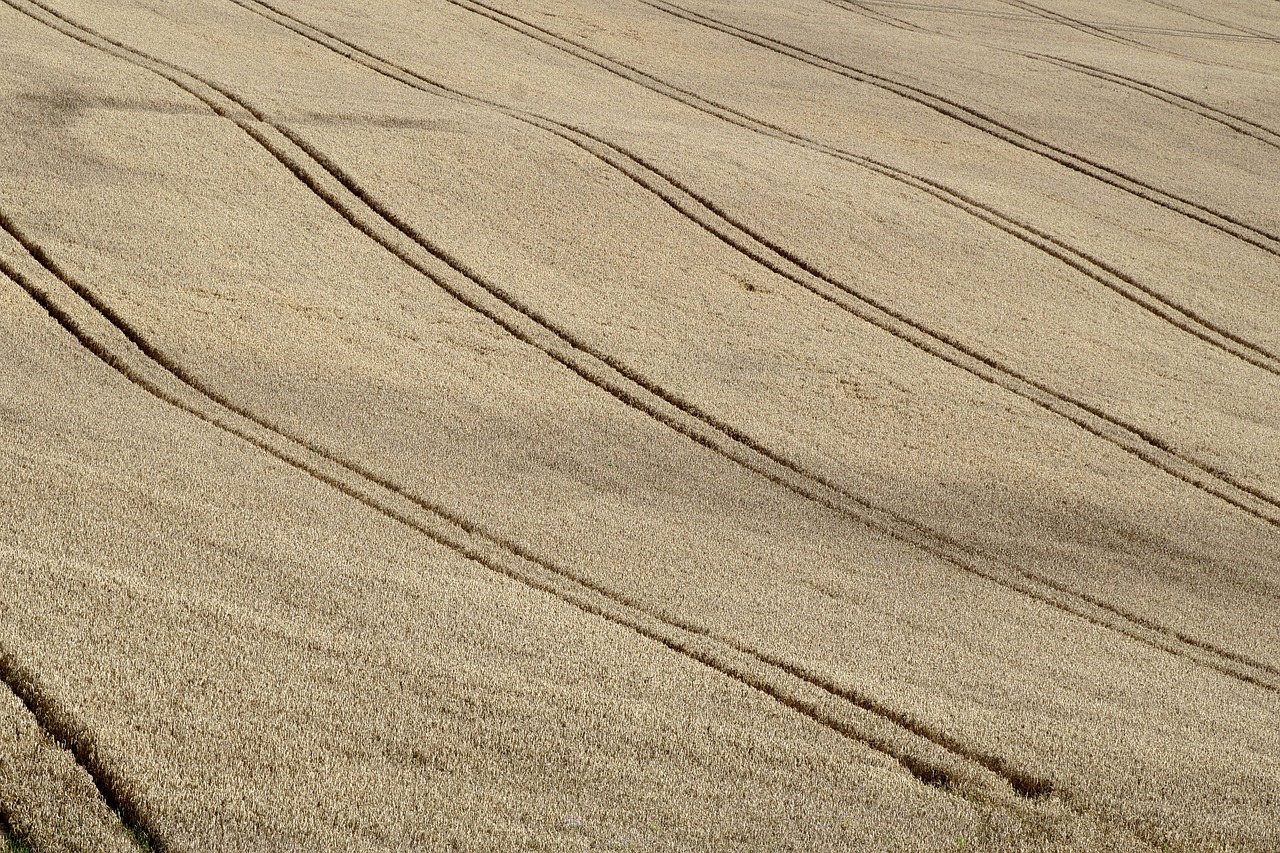 field corn agriculture free photo