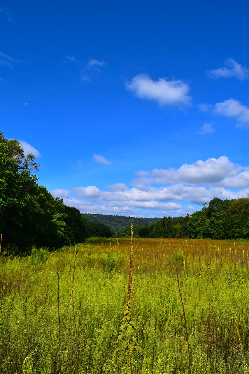 field nature landscape free photo