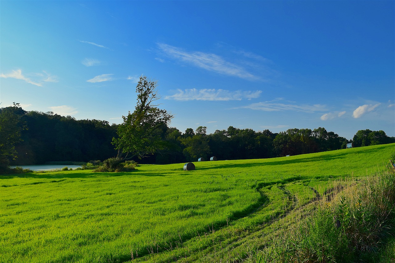 field grass green free photo