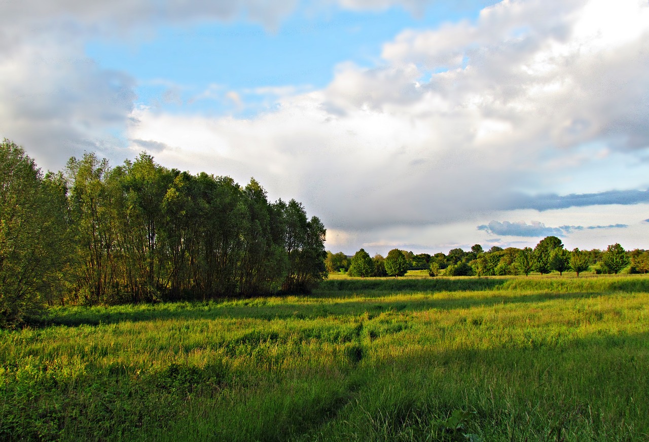 field meadow clouds free photo