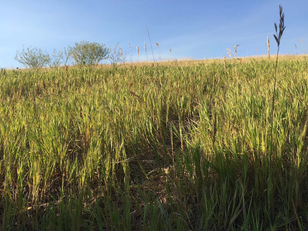 field grass tree free photo