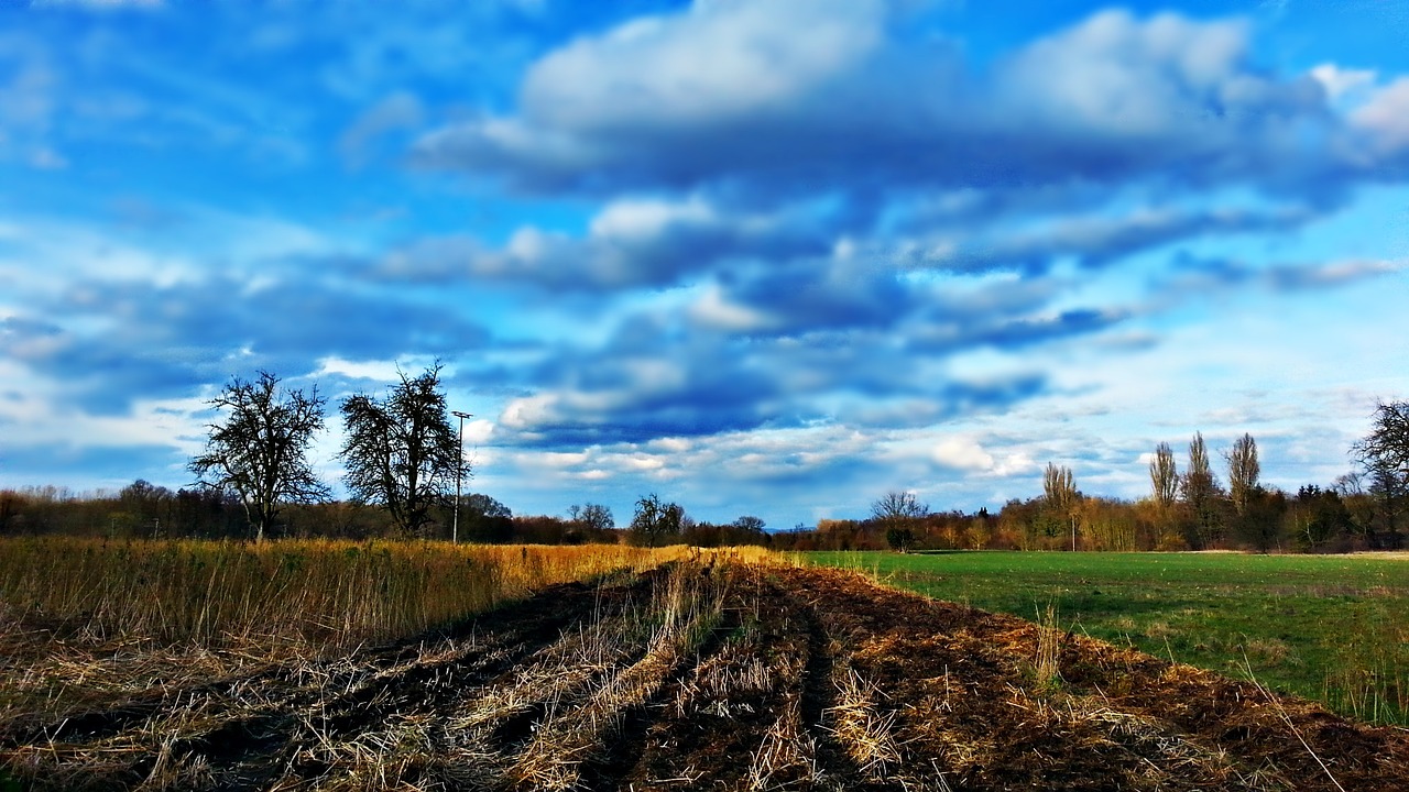 field meadow landscape free photo