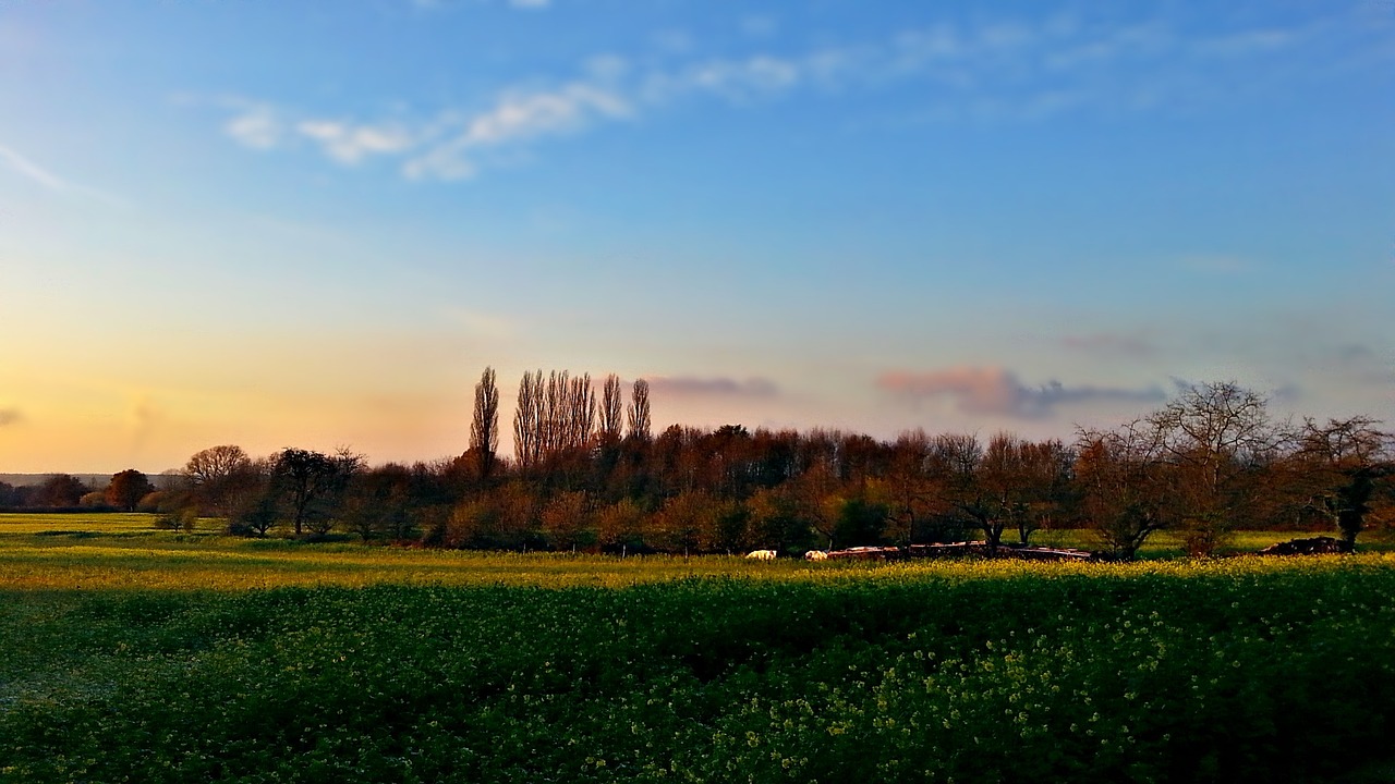 field meadow tree free photo