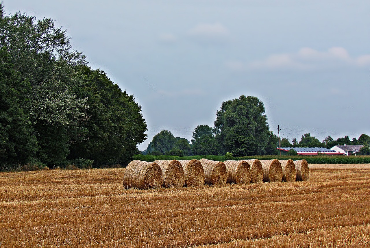 field haymaking grass free photo