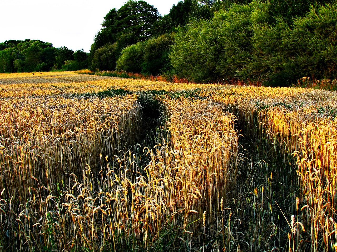 field corn the sun free photo