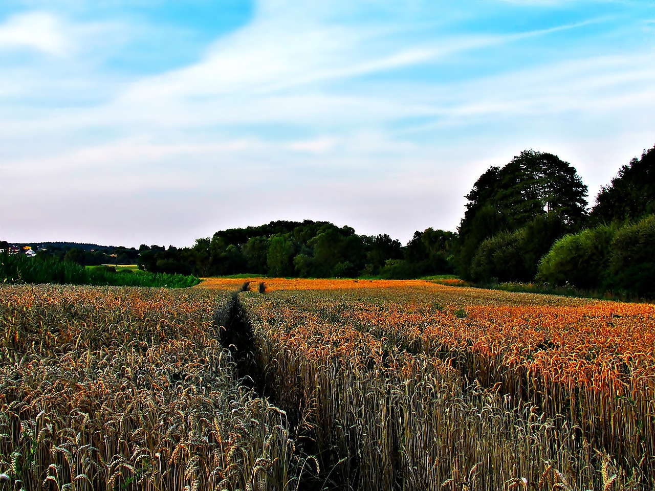 field tree nature free photo