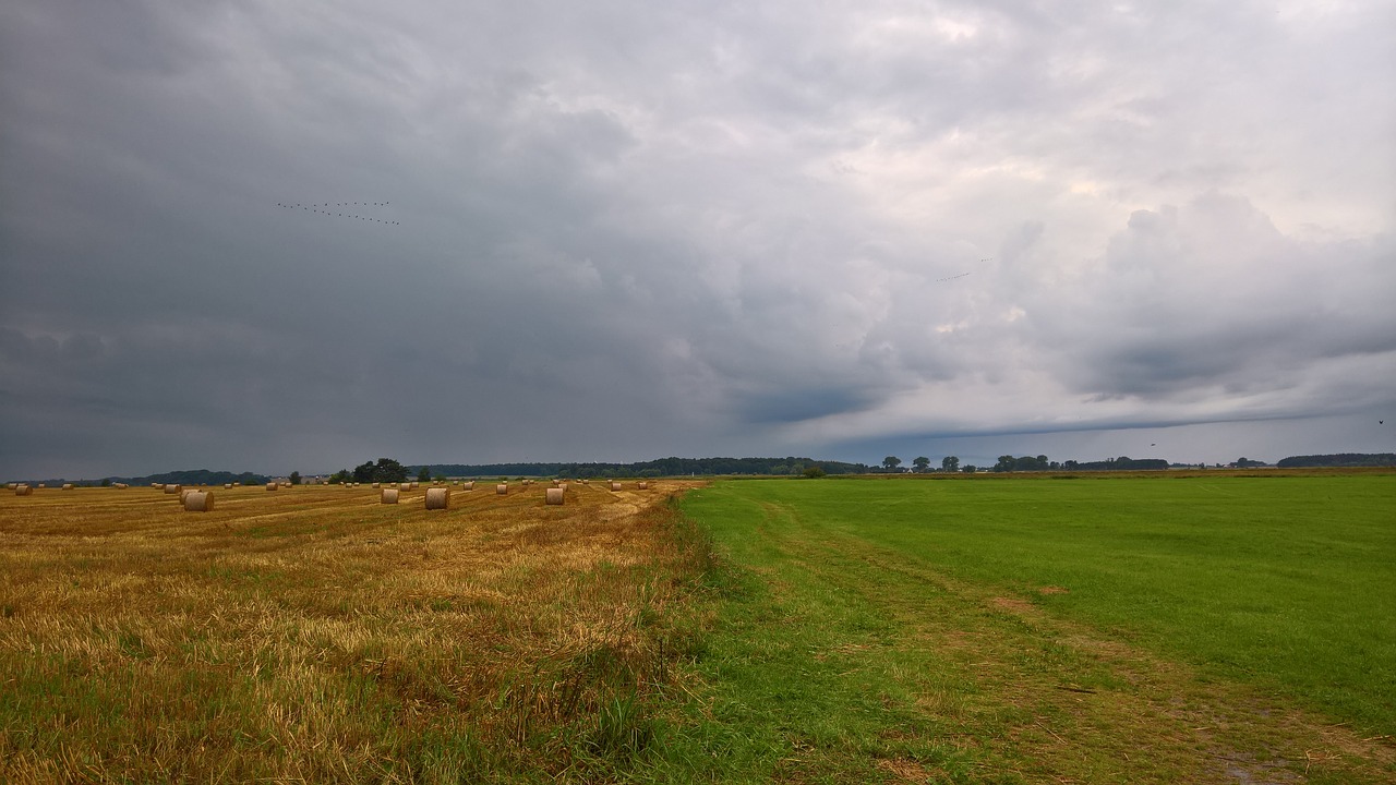 field meadow landscape free photo