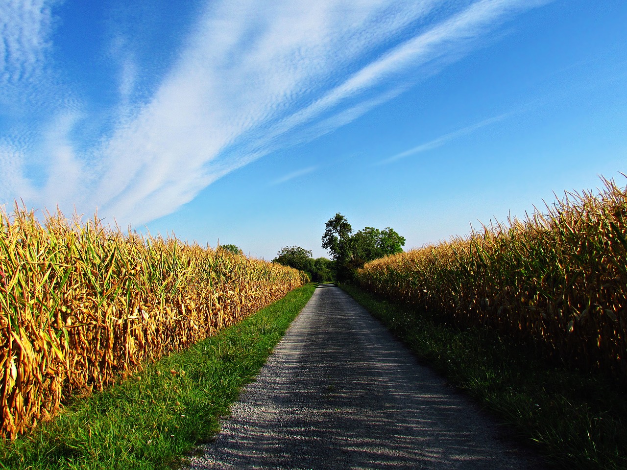 field corn autumn free photo