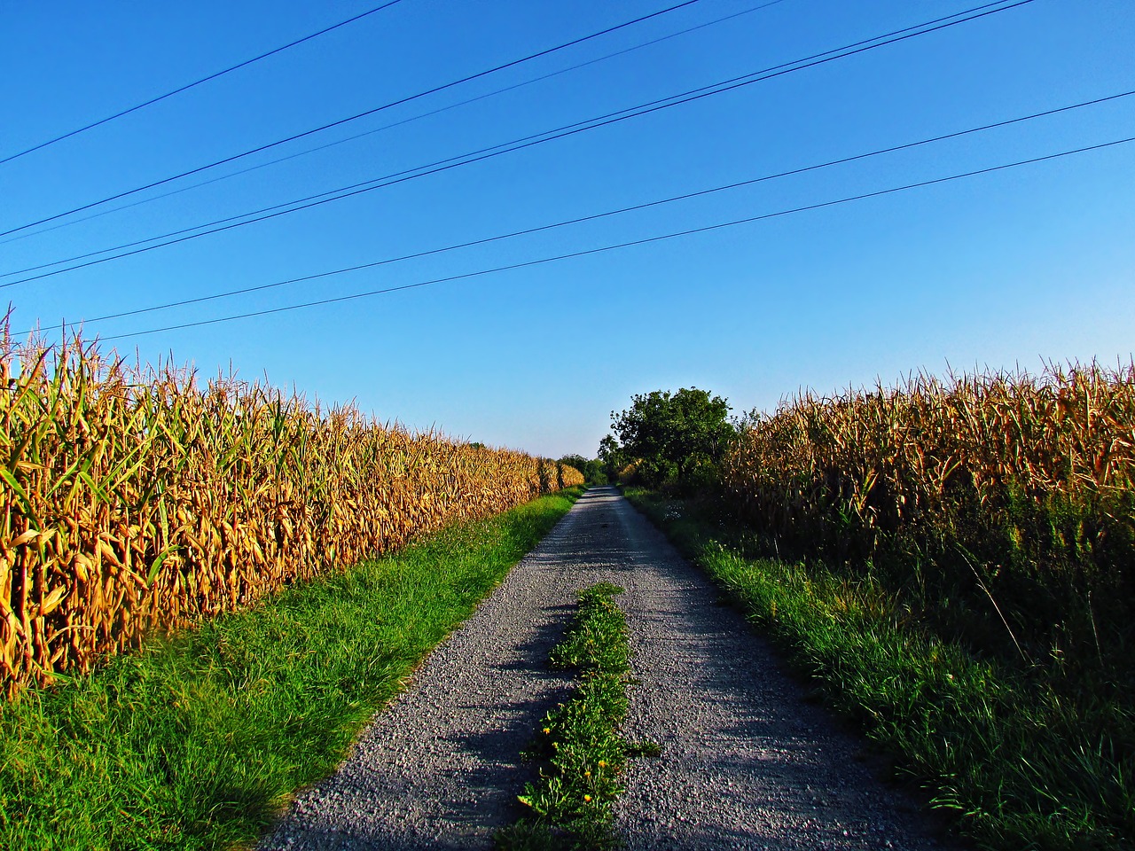 field corn a field of corn free photo