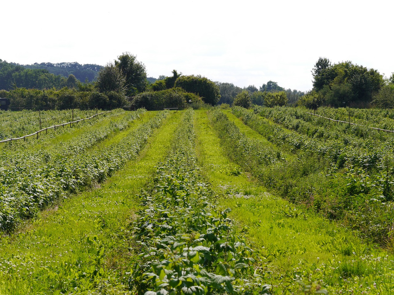 field farm green free photo