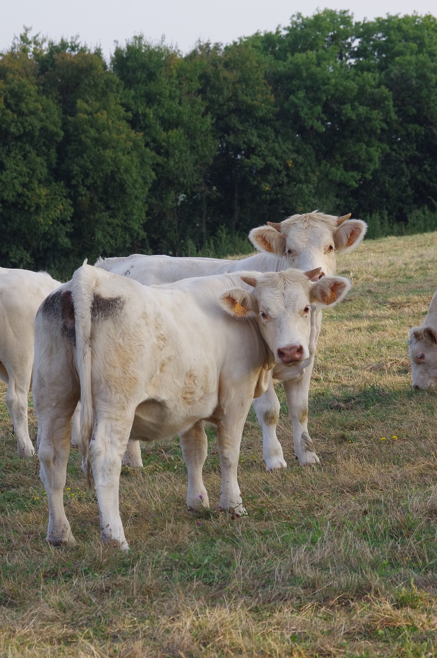 field animals cow free photo