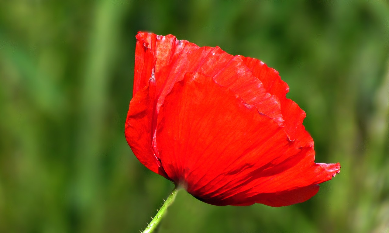 field poppy poppies free photo