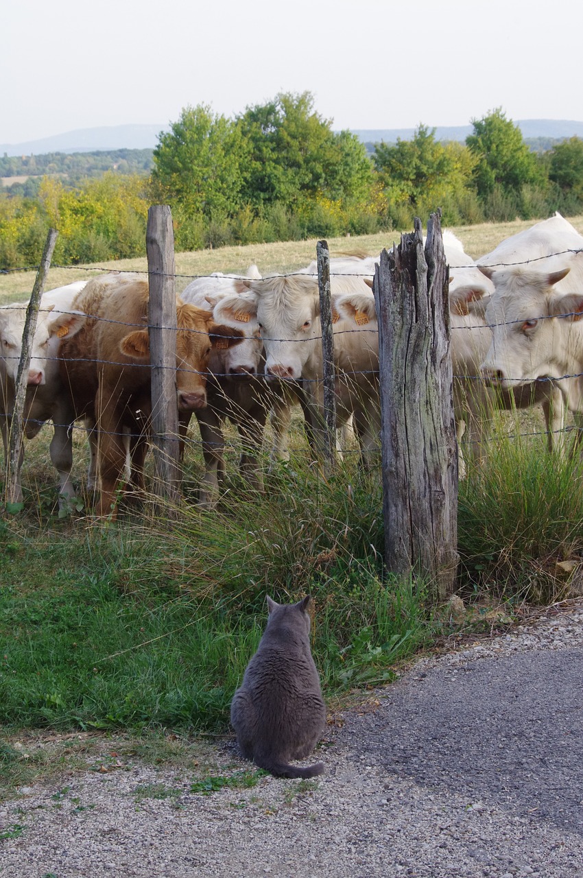 field animals cow free photo