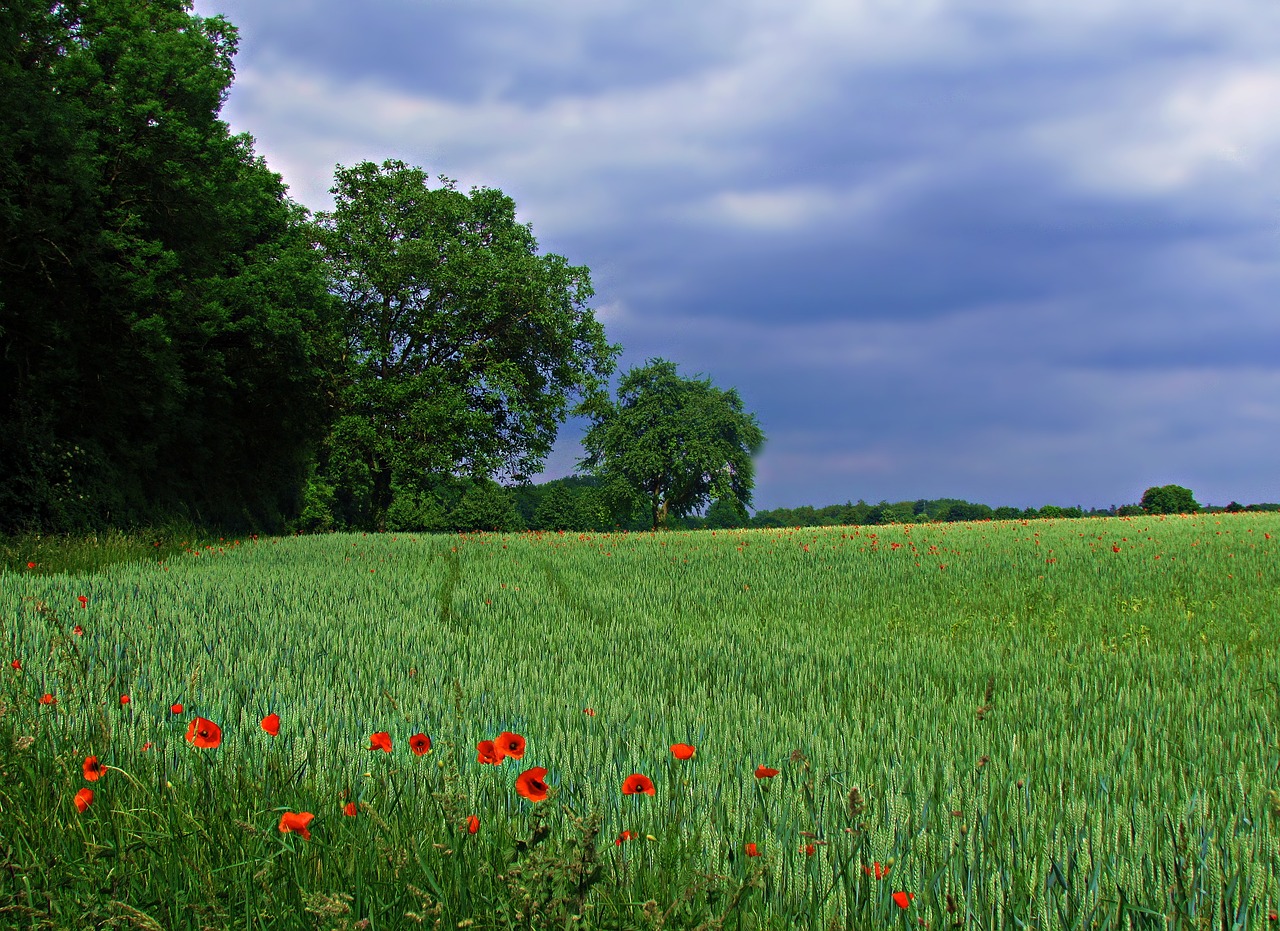 field meadow red free photo