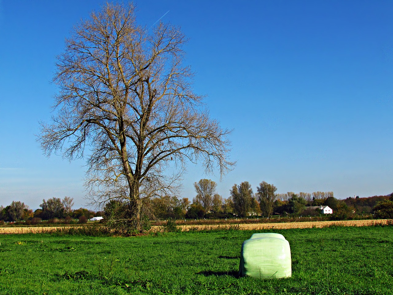 field meadow tree free photo