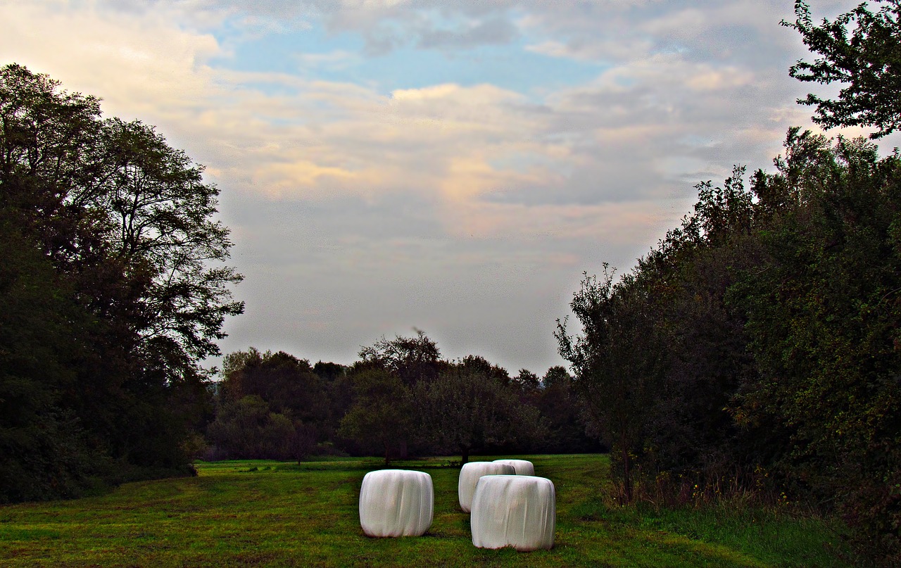 field meadow landscape free photo