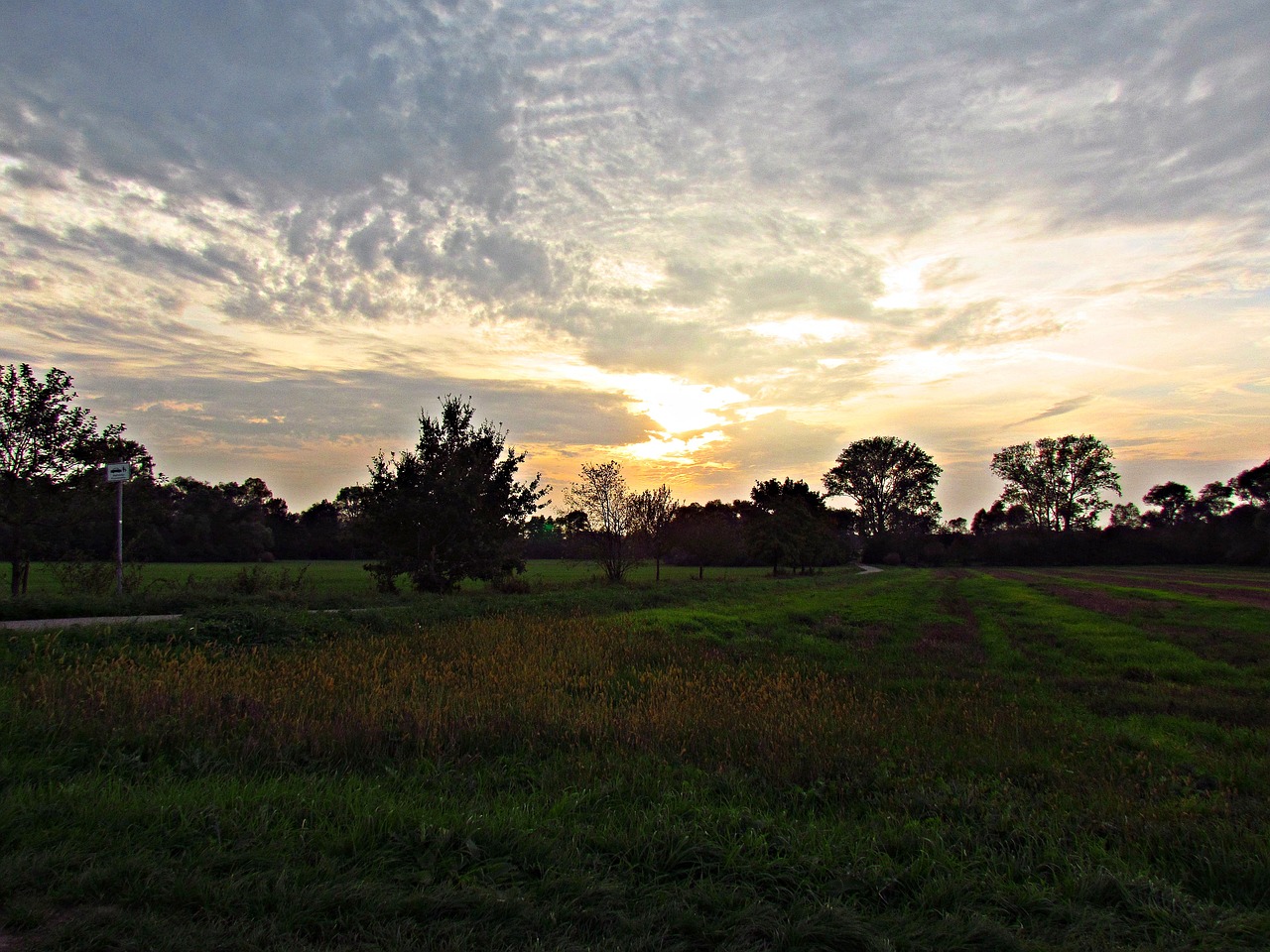field meadow evening free photo