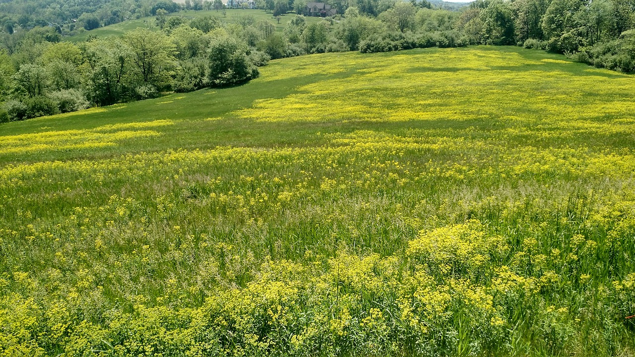 field wild grasses nature free photo