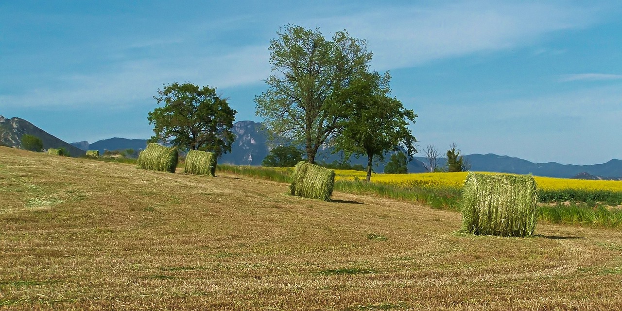 field nature summer free photo