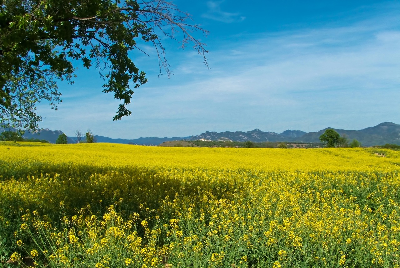 field nature summer free photo