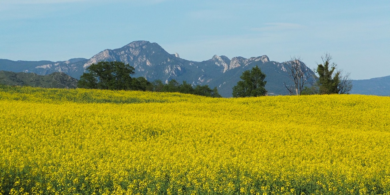 field nature summer free photo