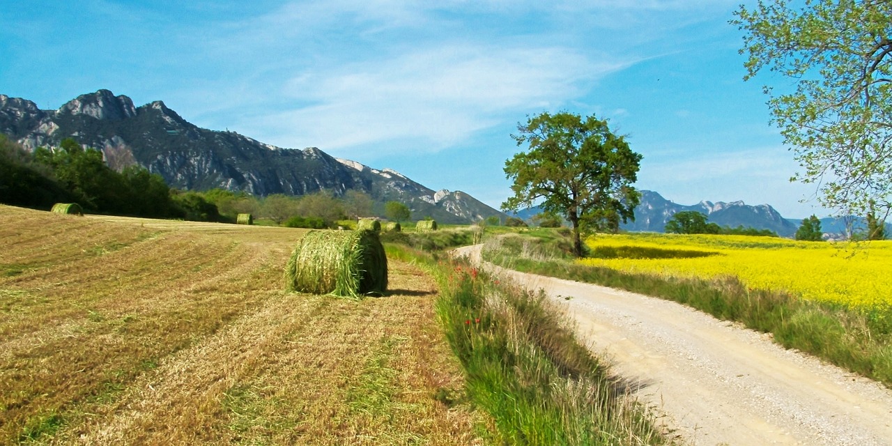 field nature summer free photo