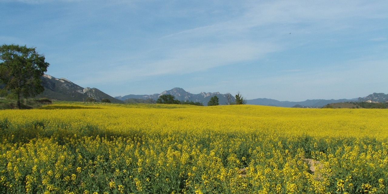 field nature summer free photo