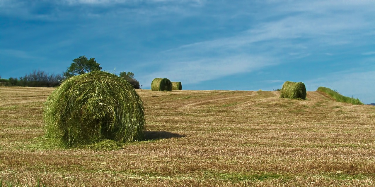 field nature summer free photo