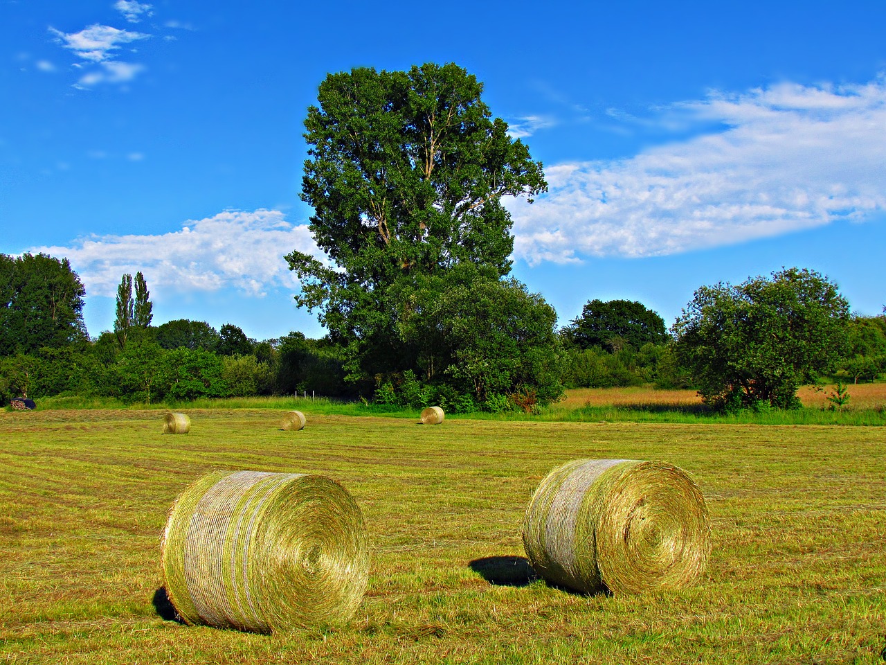 field meadow hay free photo