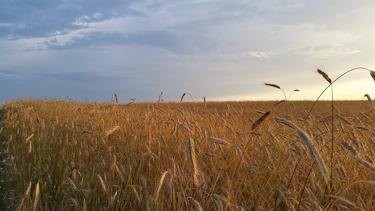 field corn nature free photo