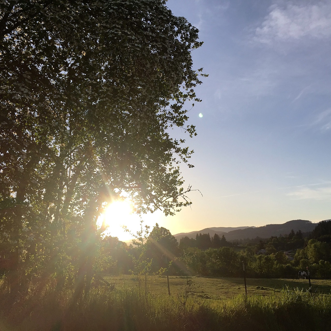 field sunshine tree free photo