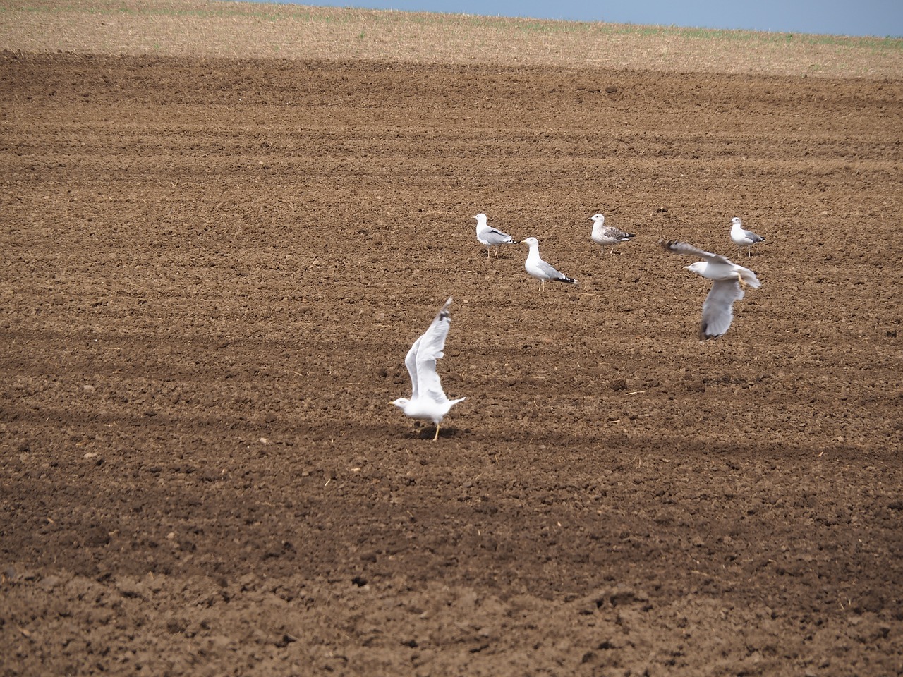 field agriculture movement free photo