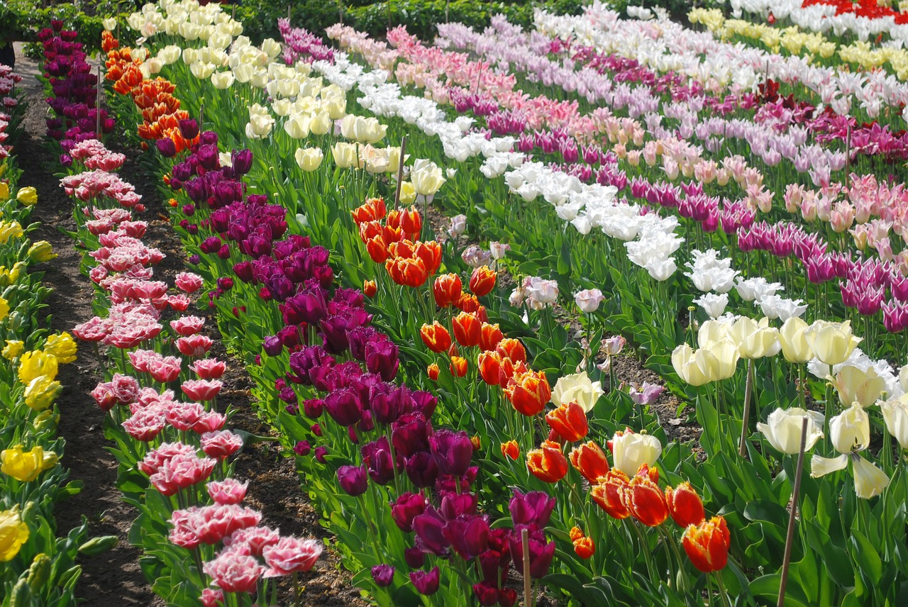 field tulips colors free photo