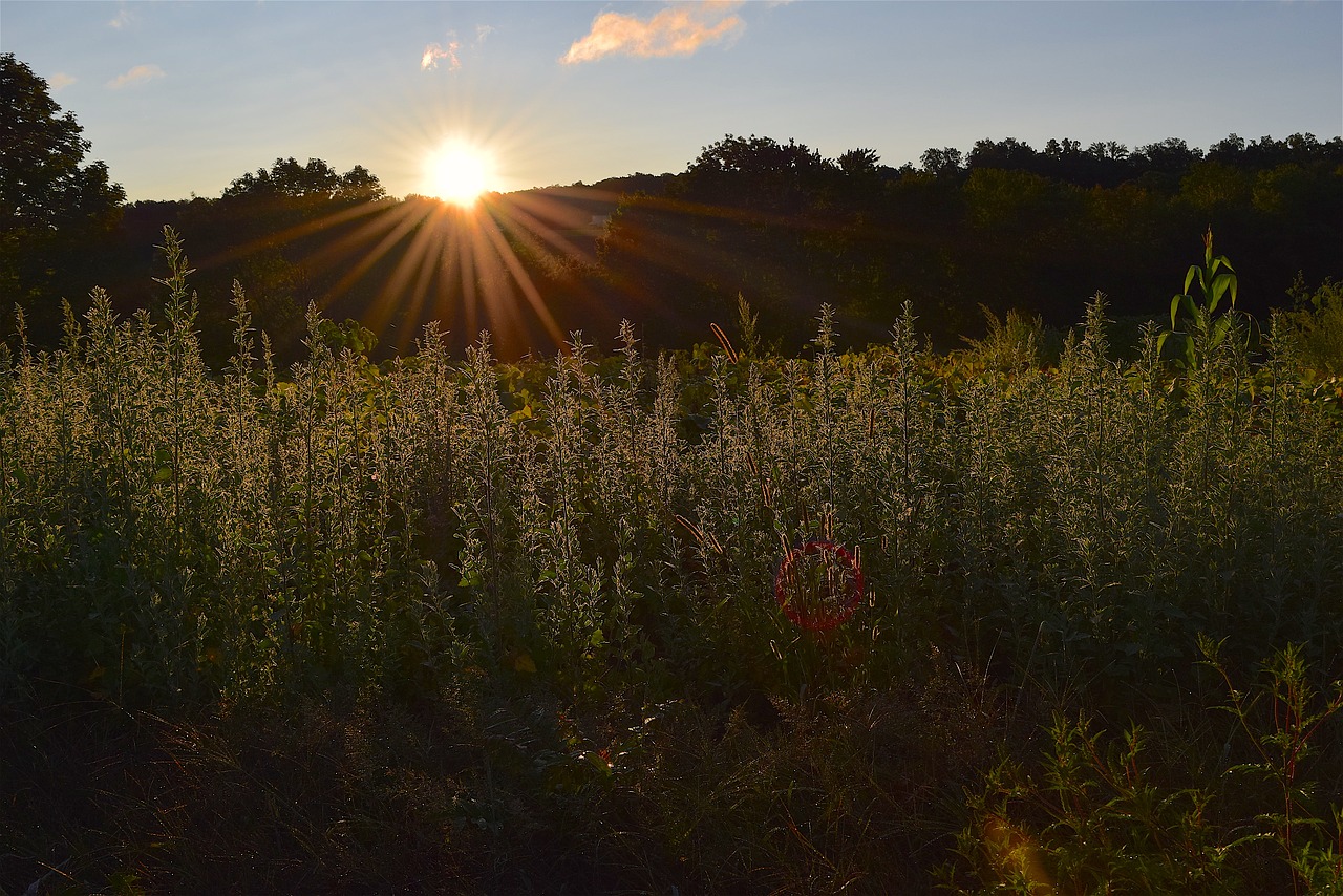 field sunrise grass free photo