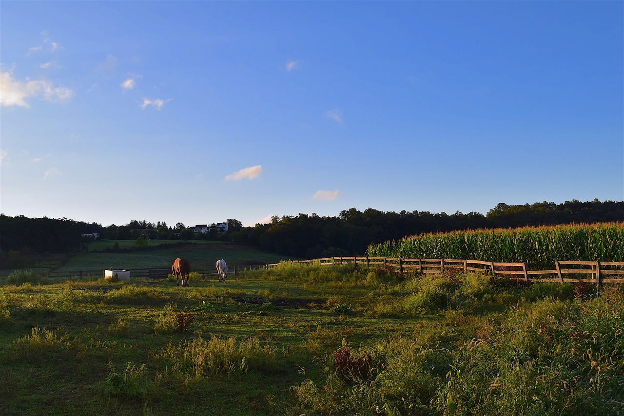 field sunrise horses free photo