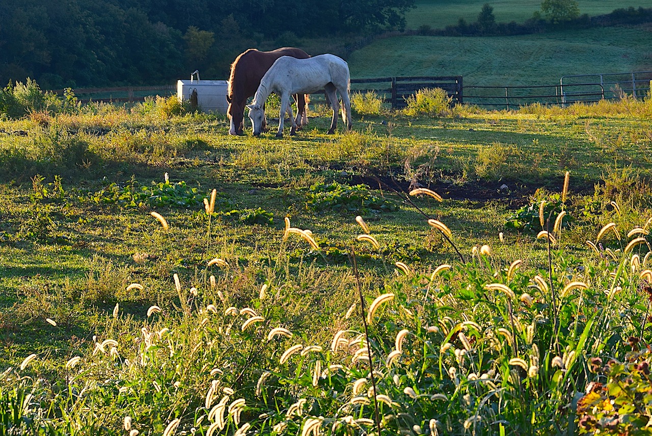 field morning horses free photo