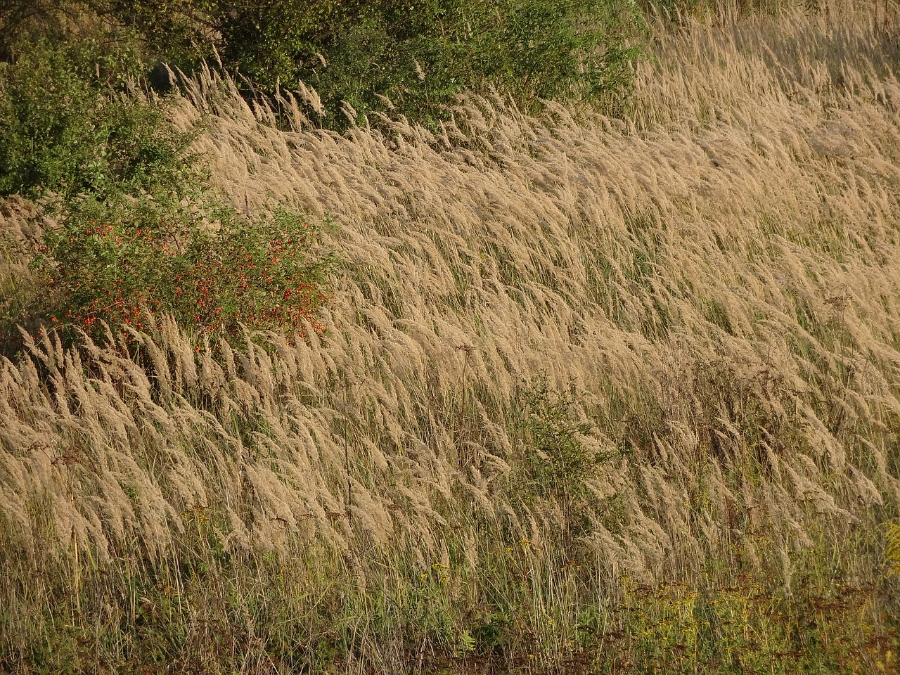 field spike wheat free photo