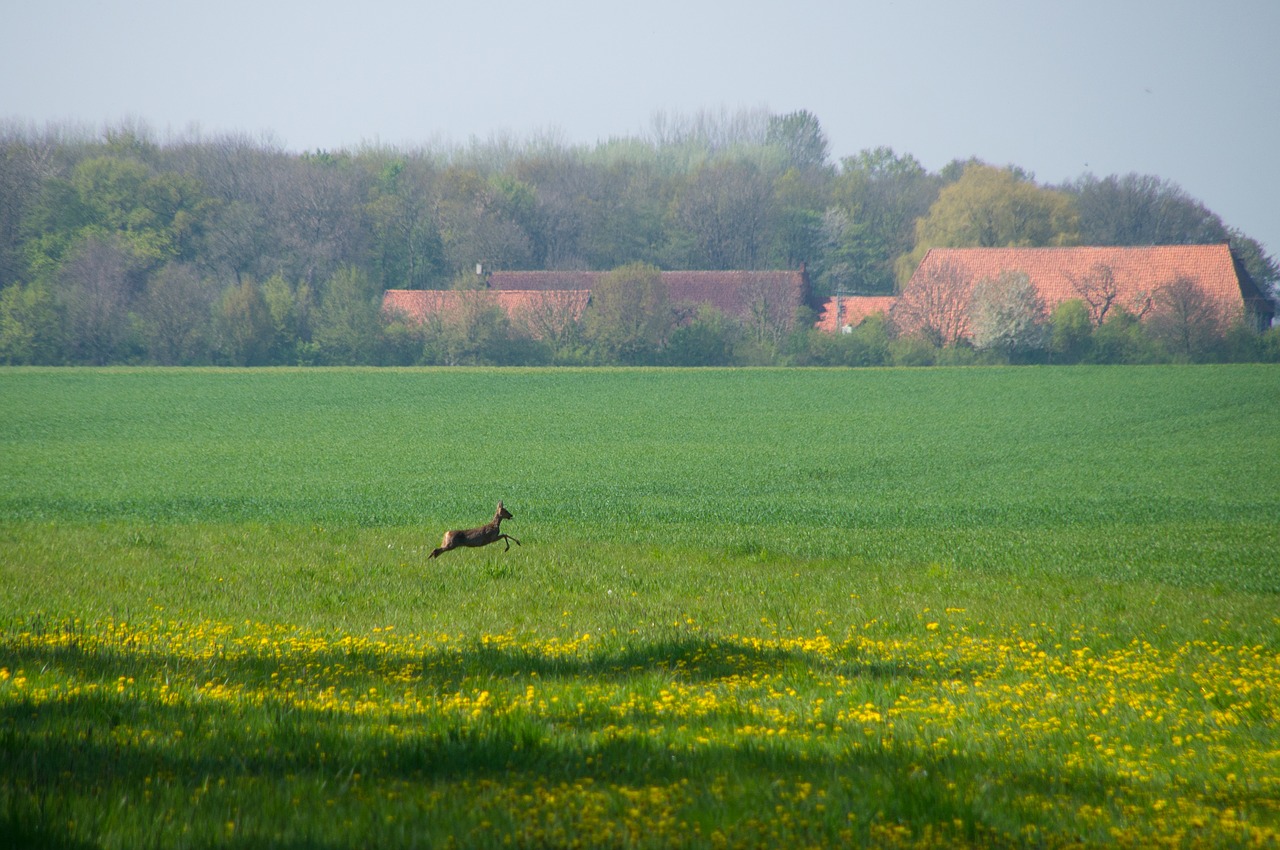 field roe deer escape free photo